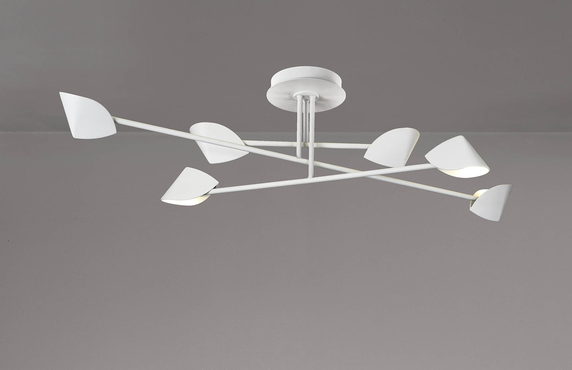 capuccina_M7572